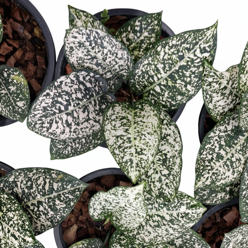 Aglaonema Morodoklok from Thailand