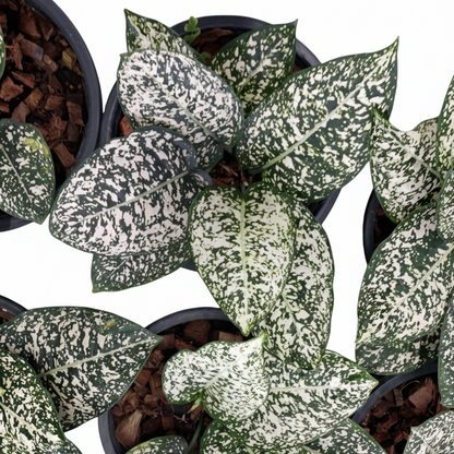 Aglaonema Morodoklok from Thailand