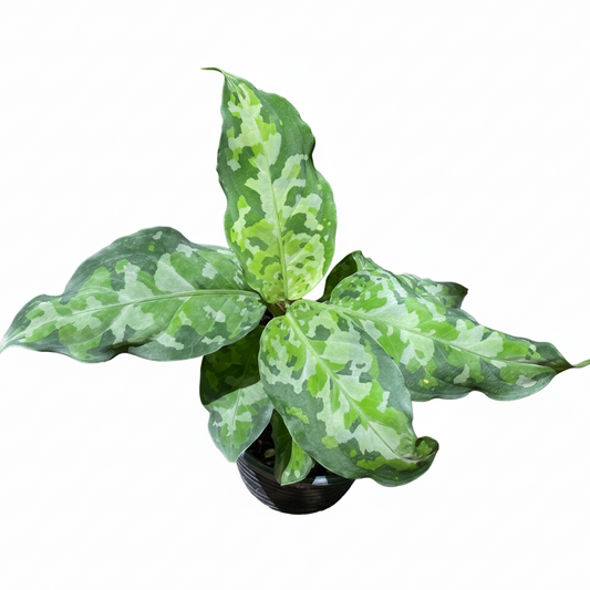 Buy Aglaonema Pictum Tricolor