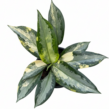 Aglaonema Suvarnabhumi Variegated