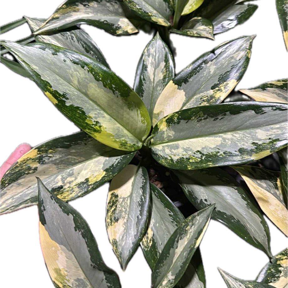 Aglaonema Suvarnabhumi Variegated from thai nursery