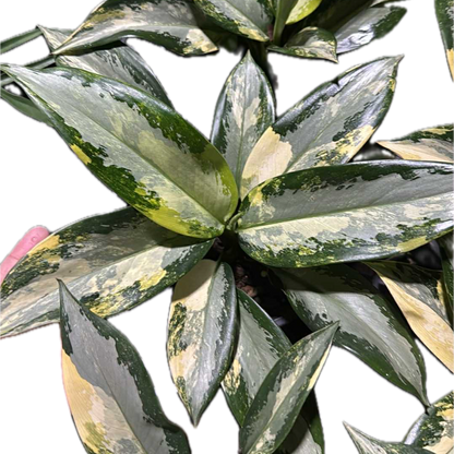 Aglaonema Suvarnabhumi Variegated from thai nursery