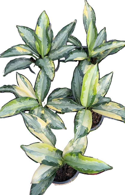 Aglaonema Suvarnabhumi Variegated wholesale