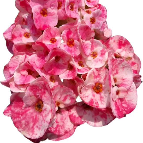Euphorbia milii - Lulo Rose