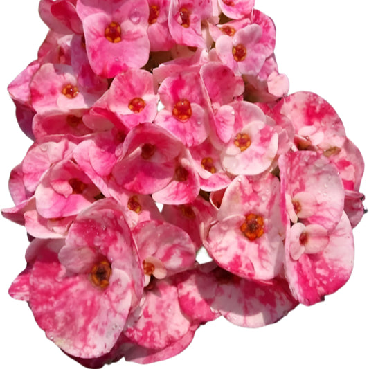 Euphorbia milii - Lulo Rose