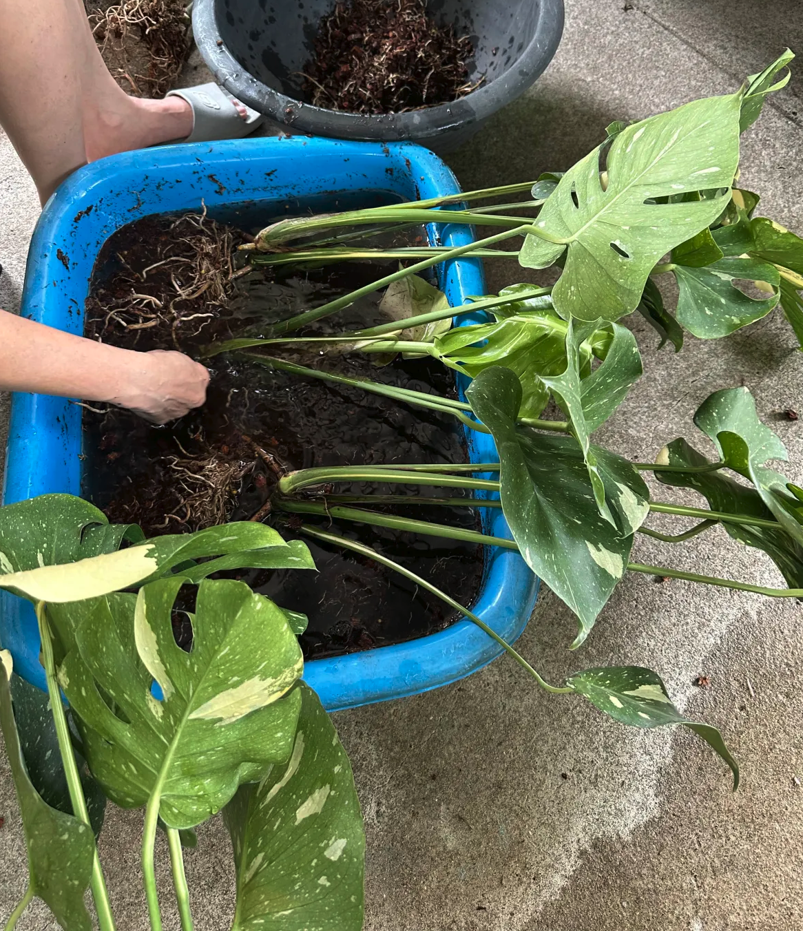 Bare-root Monstera Thai Constellation prepared for export