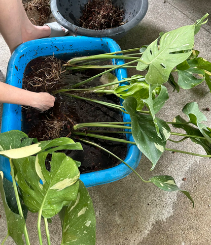 Bare-root Monstera Thai Constellation prepared for export