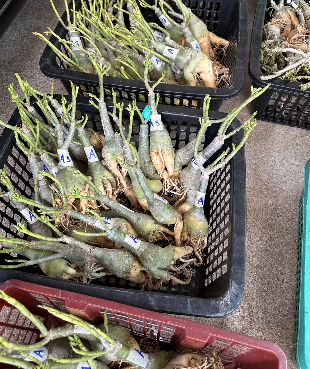 Bare root adenium bundles prepared for worldwide shipping