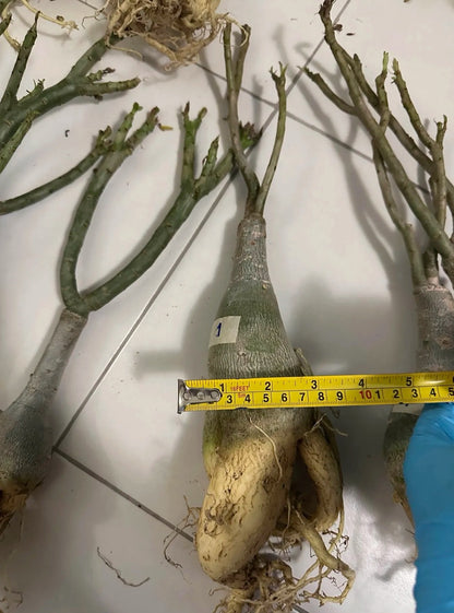 Bare root adenium plants cleaned and prepared for export packing