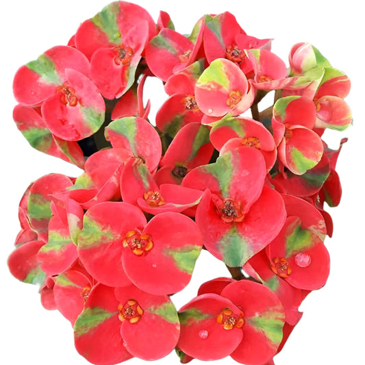 Euphorbia milii - Super Millionare