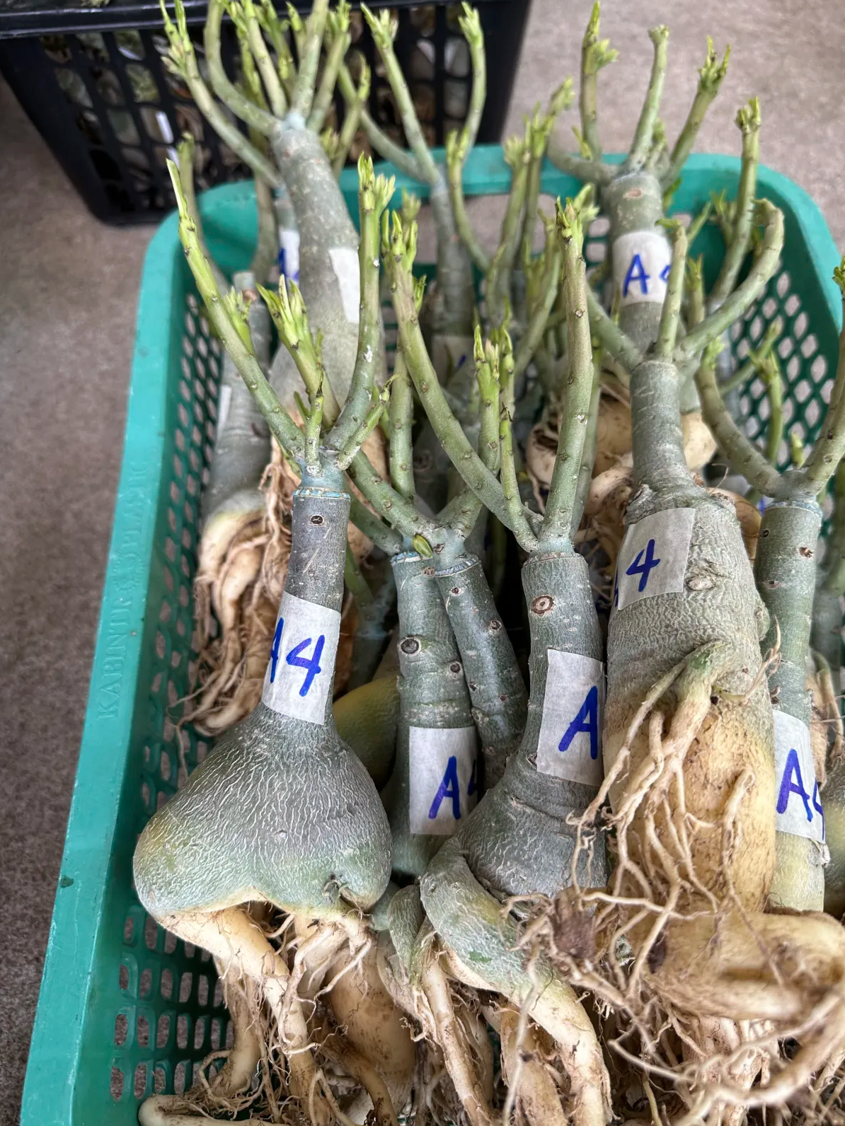 Bulk adenium plants ready for packing and shipment