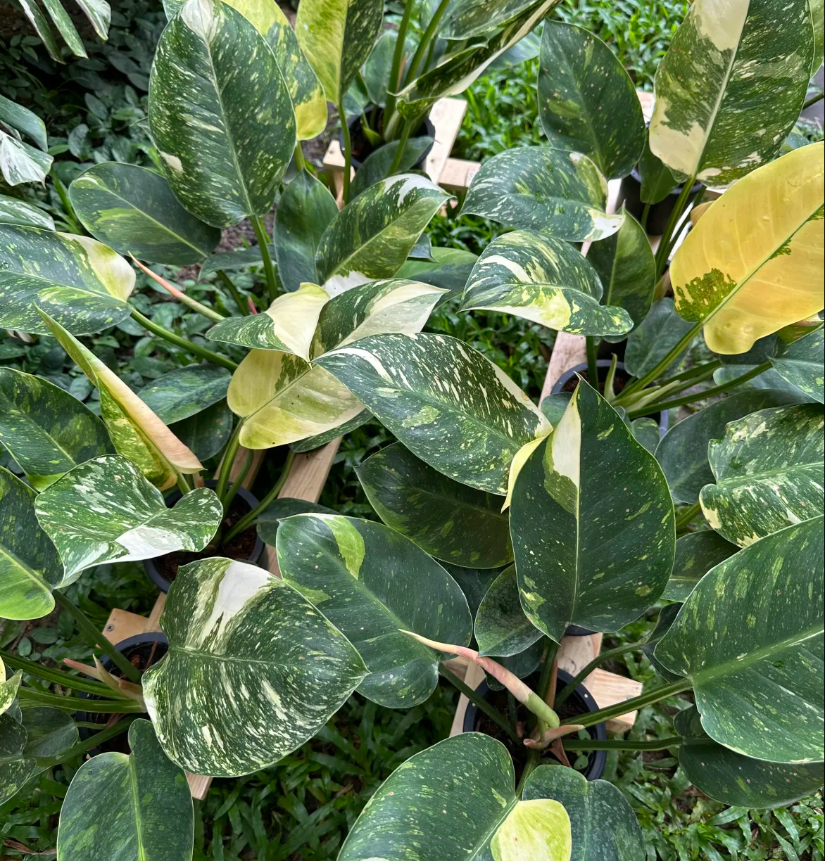 Bulk order Philodendron Green Congo Hybrid Variegated with export documents
