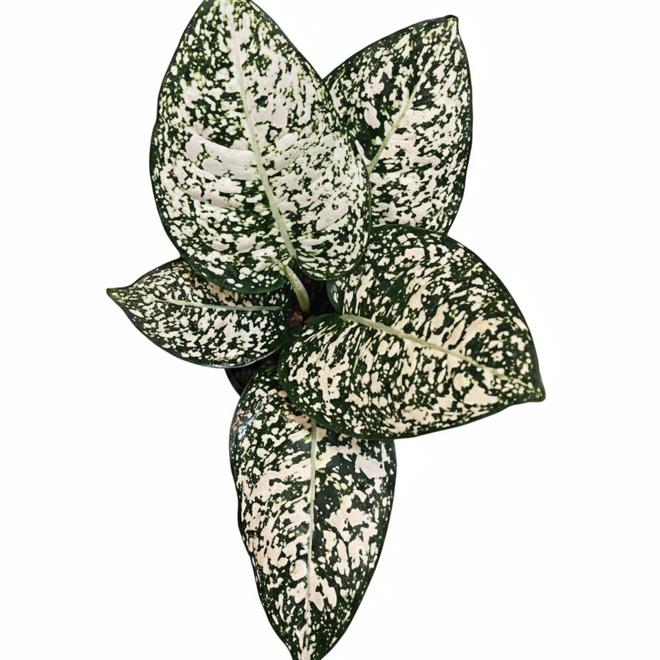 Aglaonema Morodoklok for sale from PKP Garden