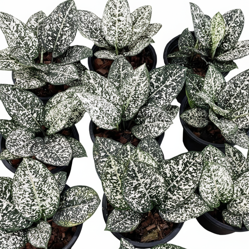 Aglaonema Morodoklok wholesale