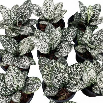 Aglaonema Morodoklok wholesale