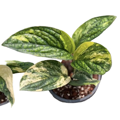 Close-up of Monstera Karstenianum Peru Variegated foliage in nursery pot