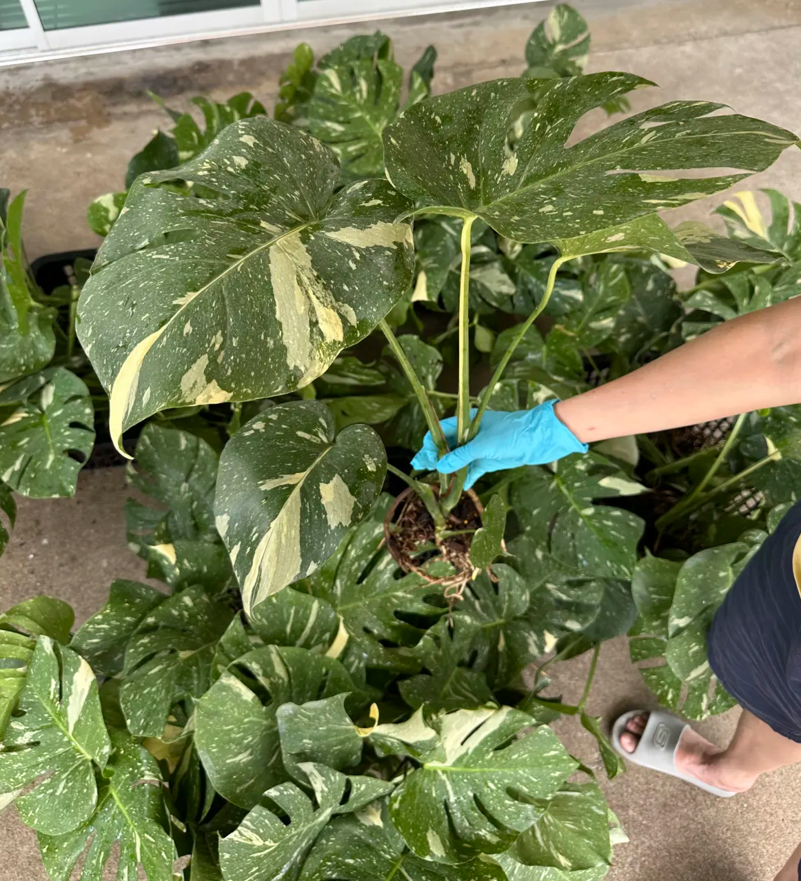 Close-up of Monstera Thai Constellation leaves with variegated pattern