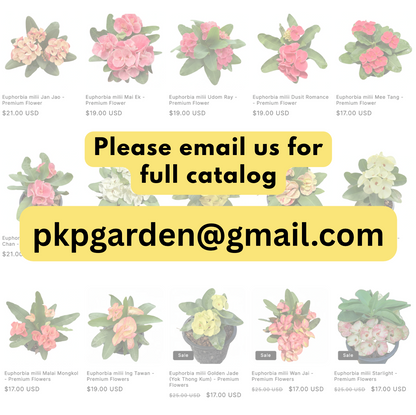 Corona de Cristo Euphorbia milii wholesale plant set from Thailand