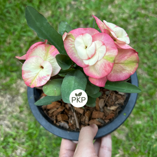 Corona de Cristo RussMi Dao showing soft pink edge and cream center flowers