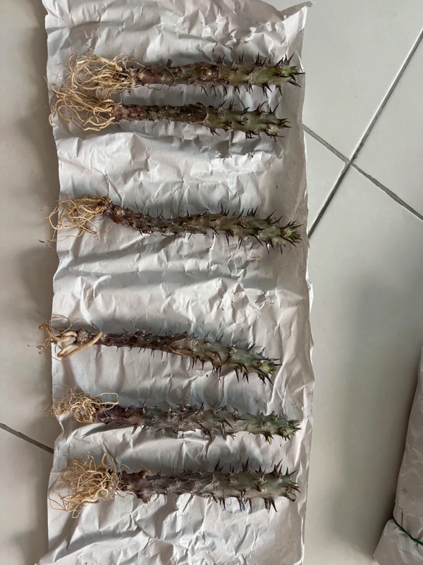 Plants wrapped and packed for shipping