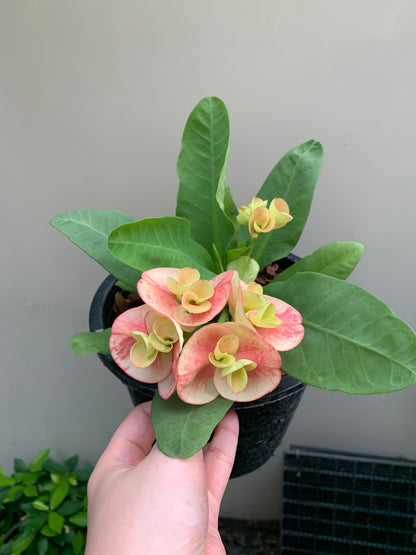 Crown of Thorns Big Flowers – No ID #2