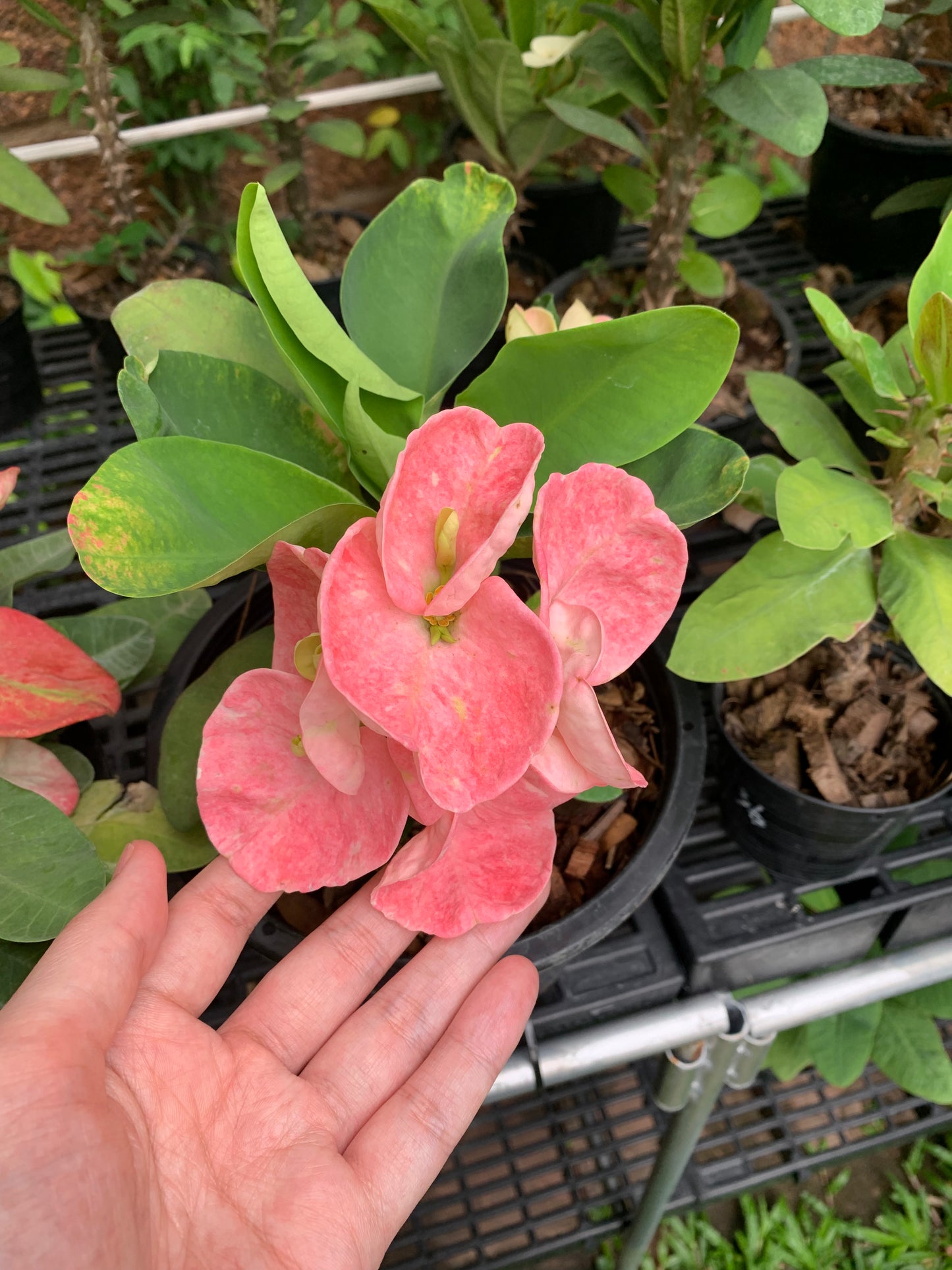 Crown of Thorns Big Flowers – No ID #3 | Euphorbia milii Hybrid