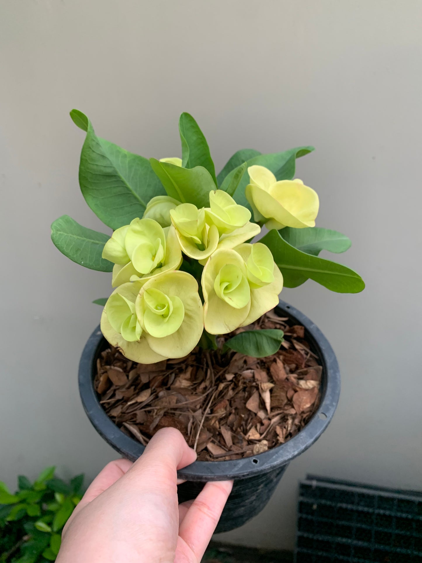 Thong Dee Crown of Thorns | Thai Hybrid Corona de Cristo