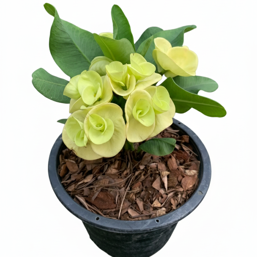 Crown of Thorns Big Yellow Flower (No ID #1)