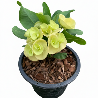 Crown of Thorns Big Yellow Flower (No ID #1)