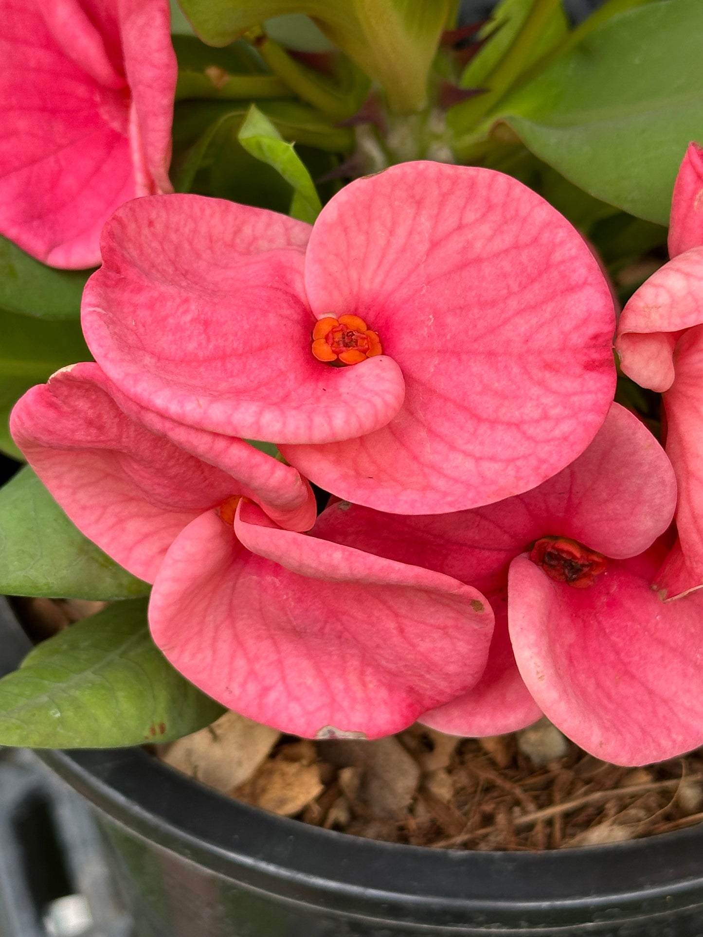 Crown of Thorns Bork Ruk pink blooms close up
