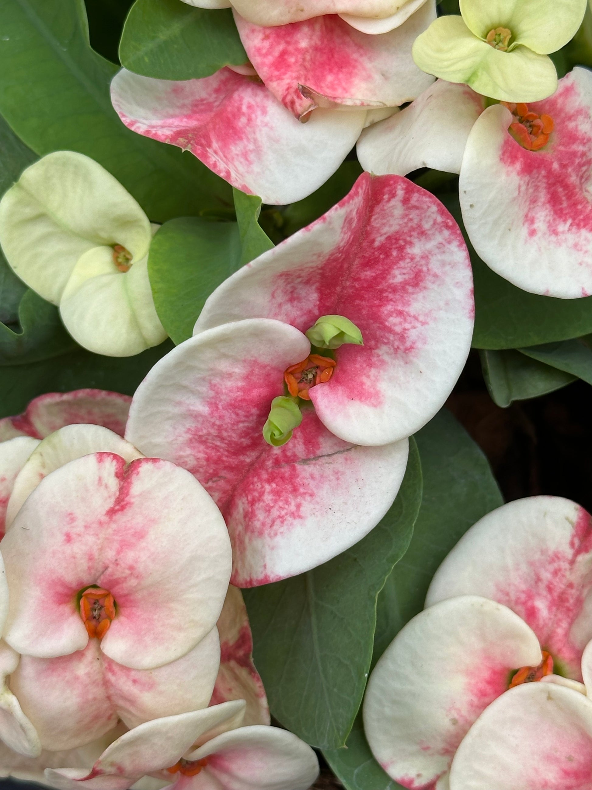 Crown of Thorns Muan Jai soft pink and white flowers close up