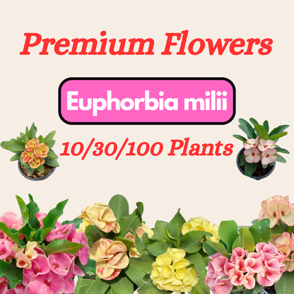 Crown of Thorns Premium flowers Wholesale for Sale Catalog