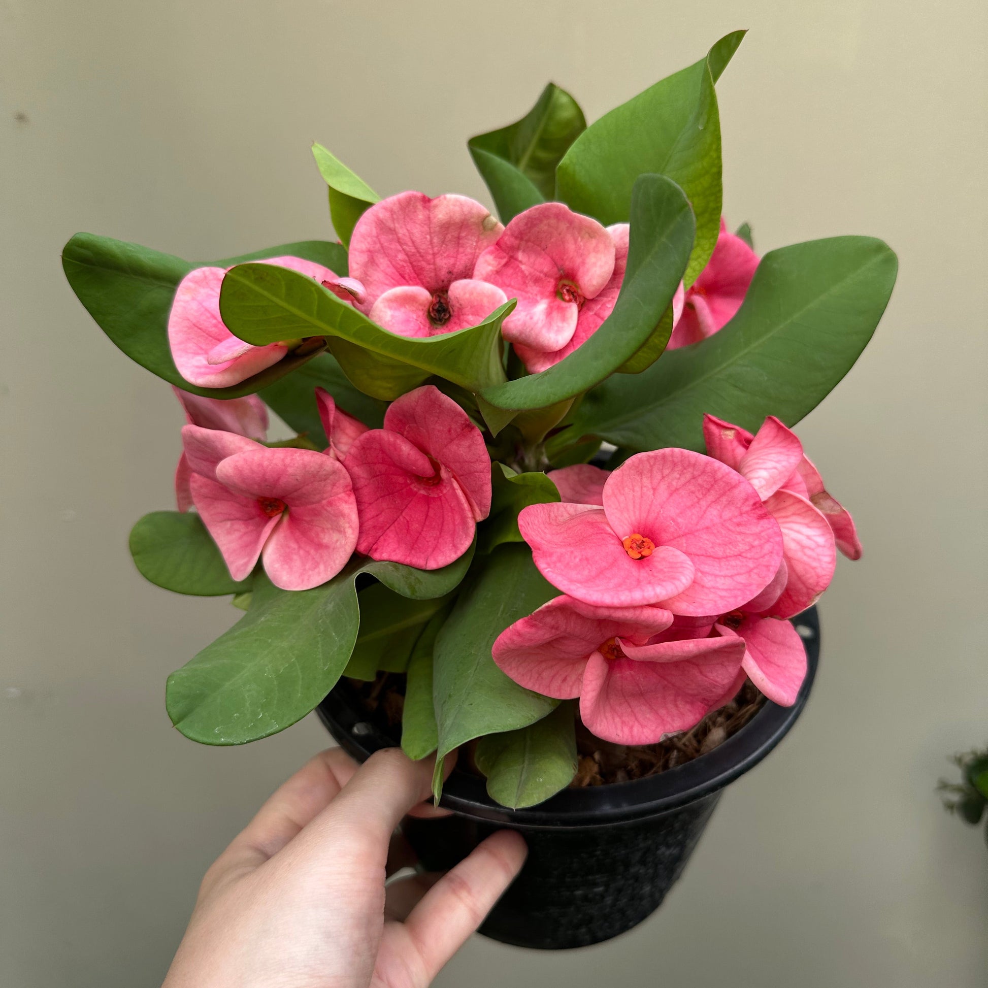 Crown of Thorns ‘Bork Ruk’ (Euphorbia milii)