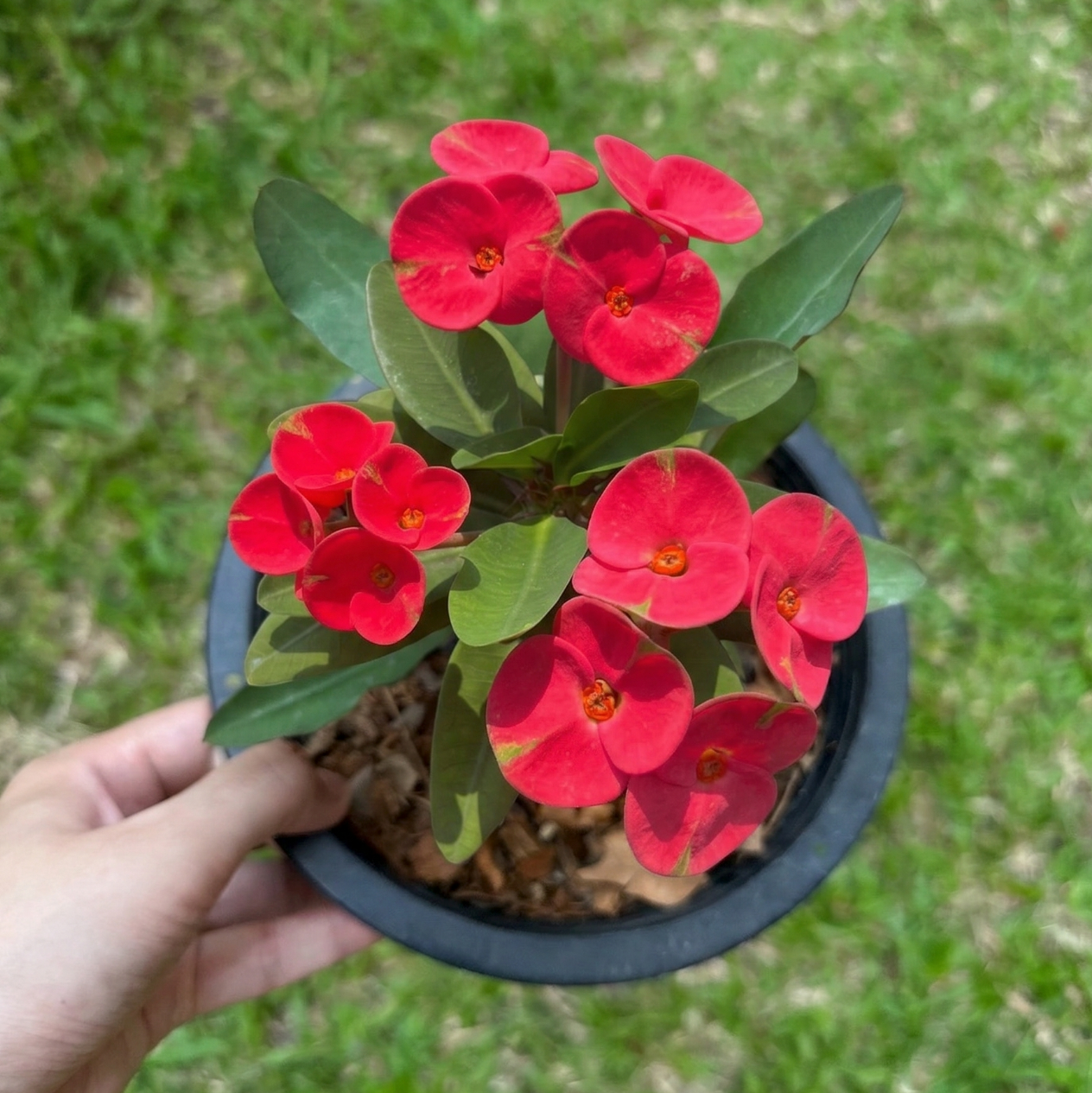 Crown of Thorns (Euphorbia milii) Mee Tang