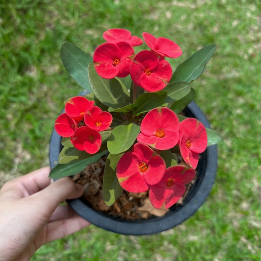 Crown of Thorns (Euphorbia milii) Mee Tang