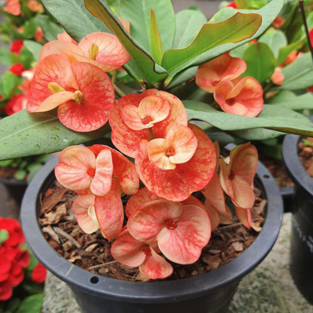 Crown of Thorns (Euphorbia milii) Orange Unicorn