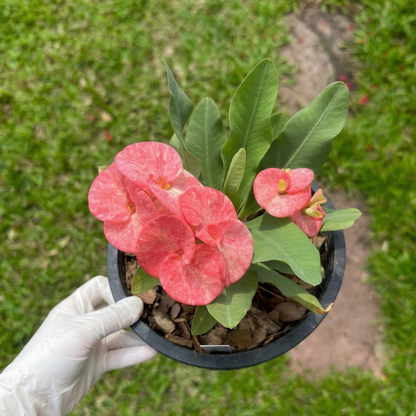 Crown of Thorns "Keang Dao" | Euphorbia milii | Corona de Cristo