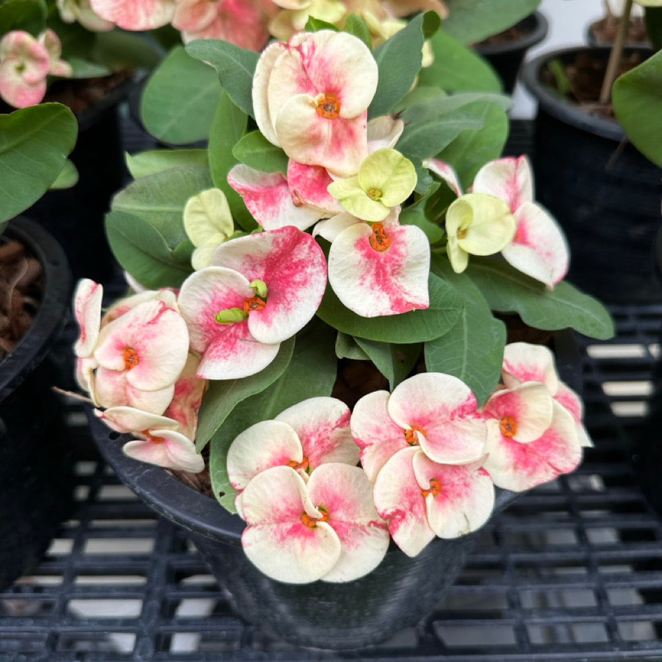 Crown of Thorns ‘Muan Jai’