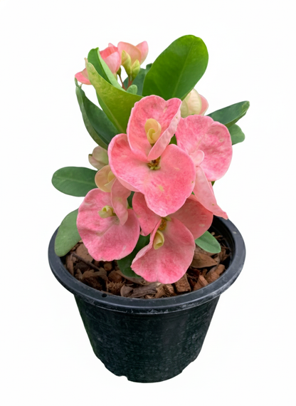 Crown of Thorns Big Flowers – No ID #3 | Euphorbia milii Hybrid