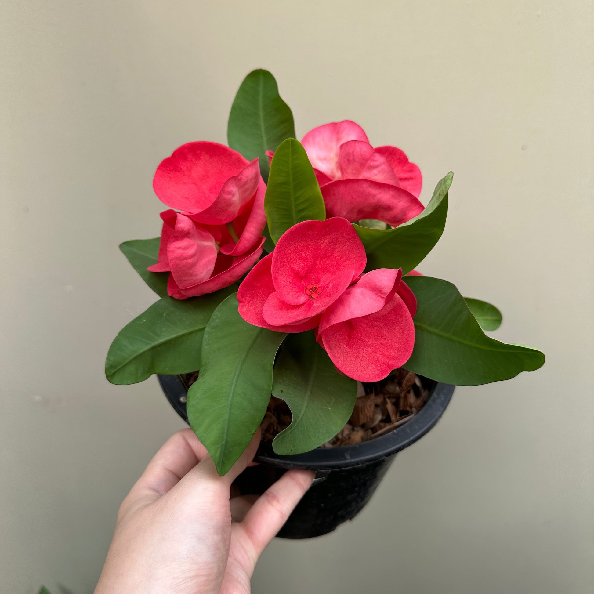 Crown of Thorns ‘Perm Sup’ (Euphorbia milii)