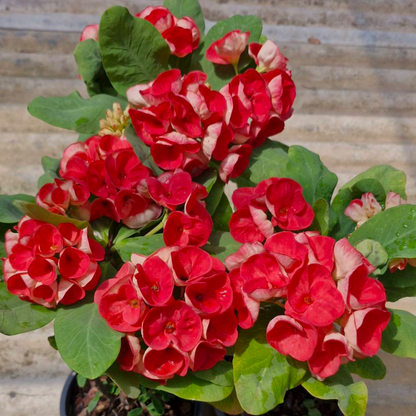 Crown of Thorns "Red ThaweeChoke"