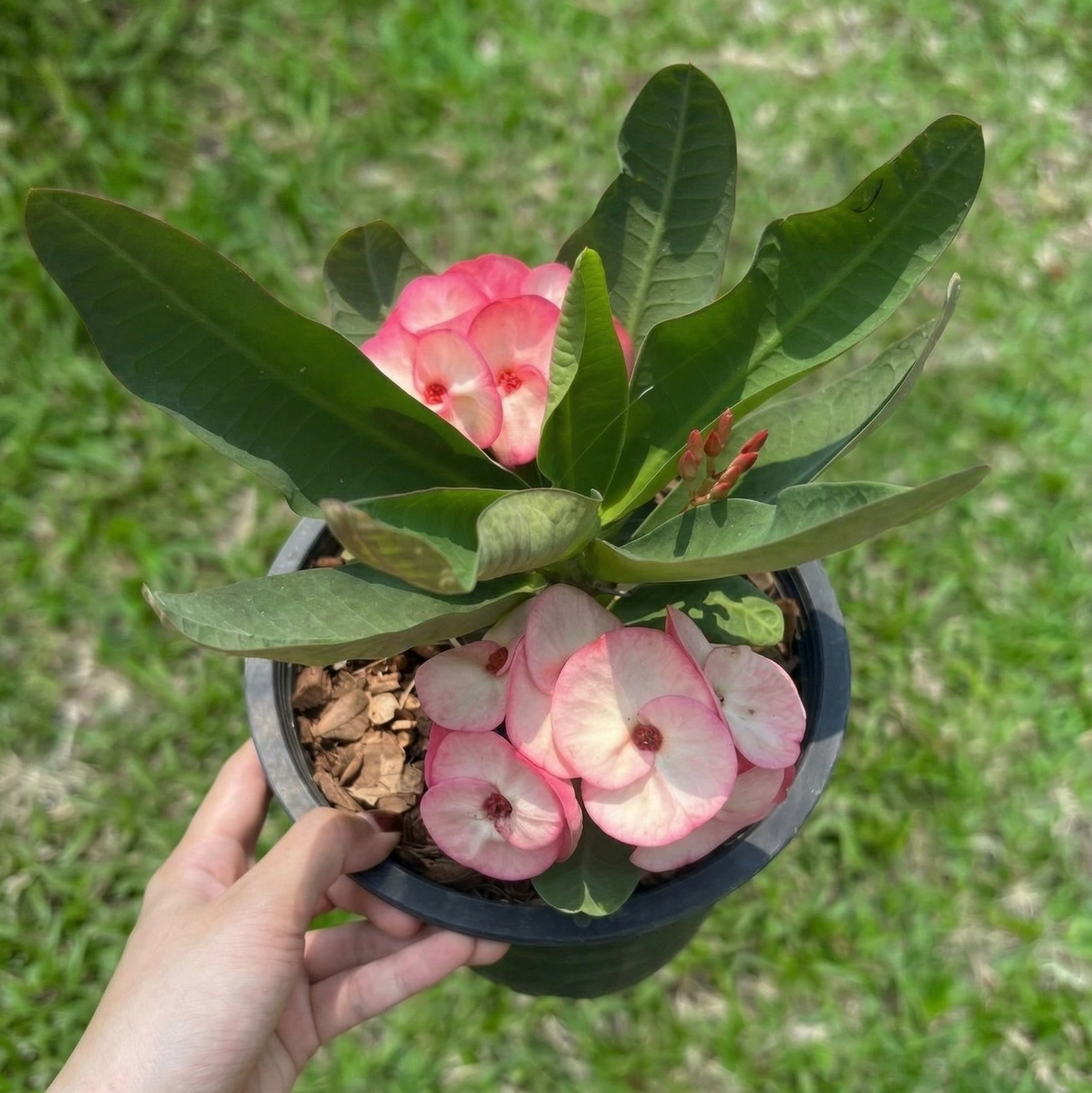 Crown of Thorns "Tubtim Jan" | Euphorbia milii | Corona de Cristo