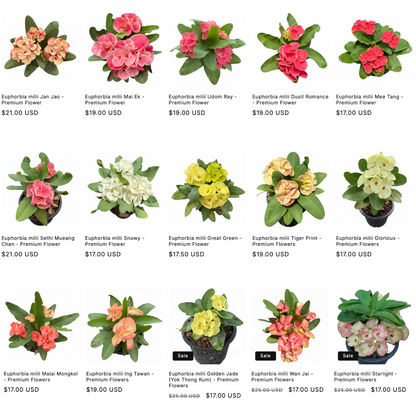 Crown of Thorns bulk plants ready for nursery resale