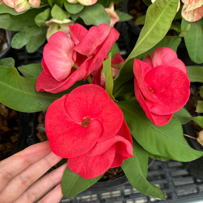 Crown of Thorns red flower close up.jpeg