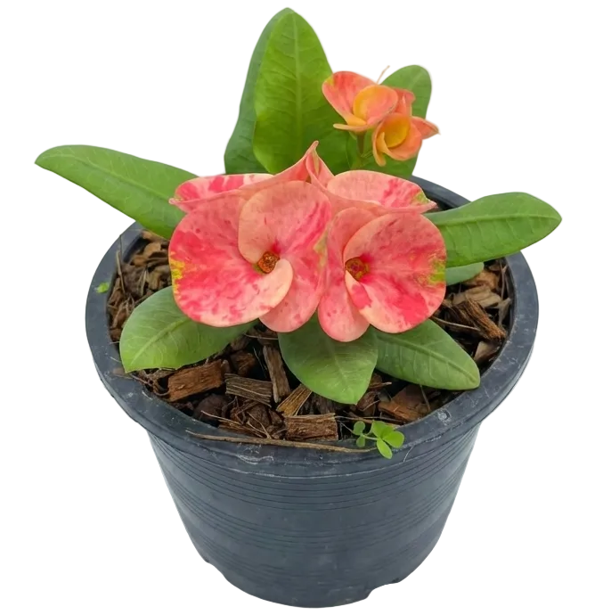 Crown of thorns Euphorbia milii Luck Chai premium flower