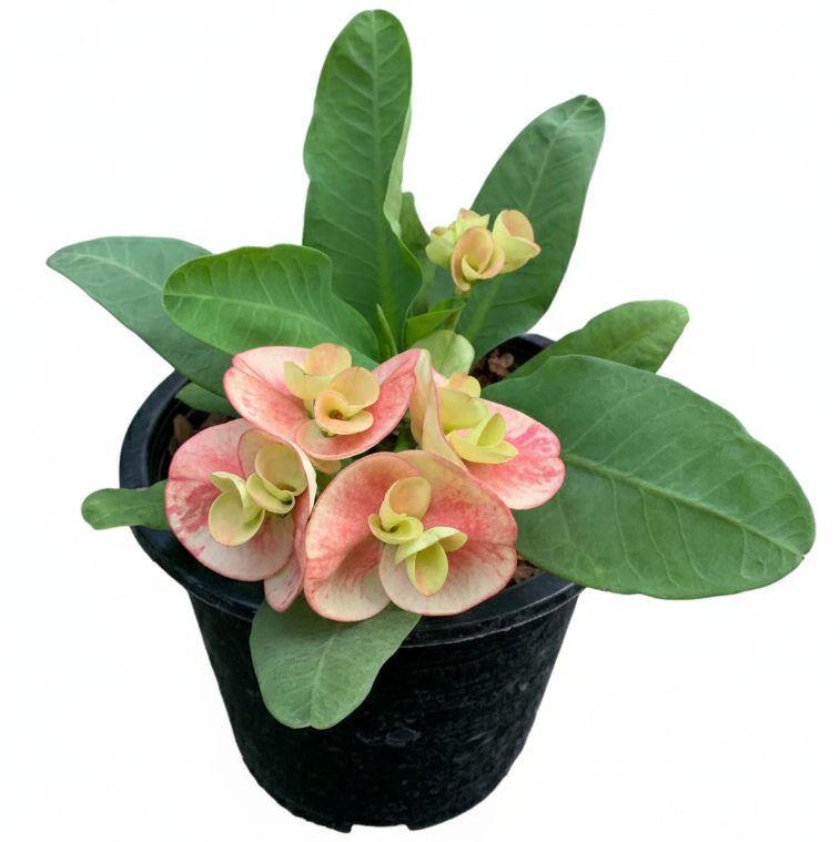 Crown of thorns Euphorbia milii big flower plant with pink and cream petals
