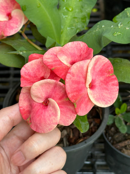 Crown of thorns Luck Chai with pink premium flowers