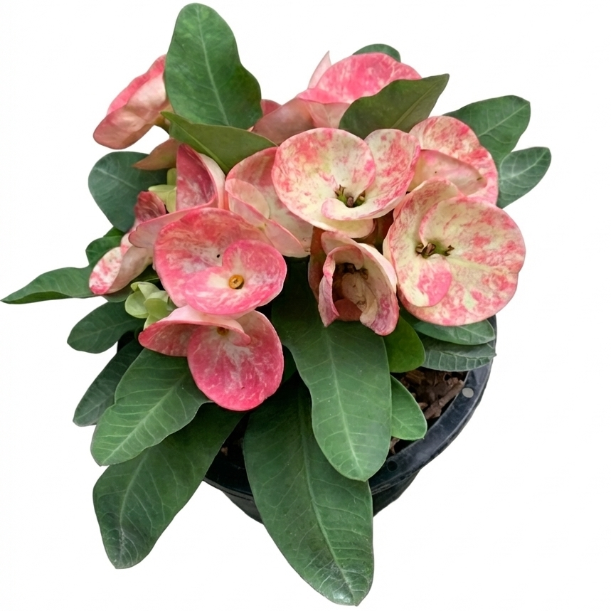 Crown of thorns big flower no-id 4