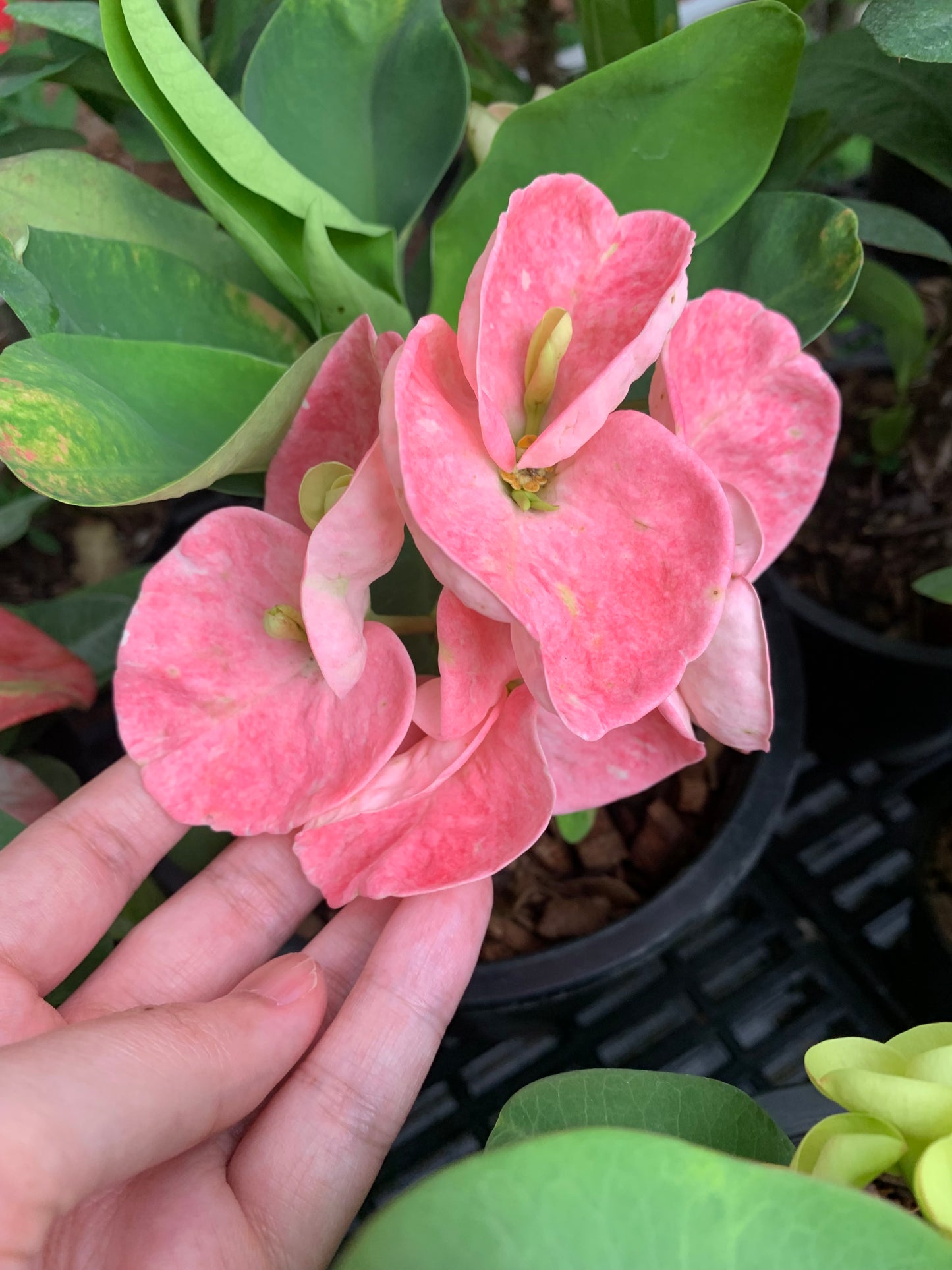Crown of Thorns Big Flowers – No ID #3 | Euphorbia milii Hybrid