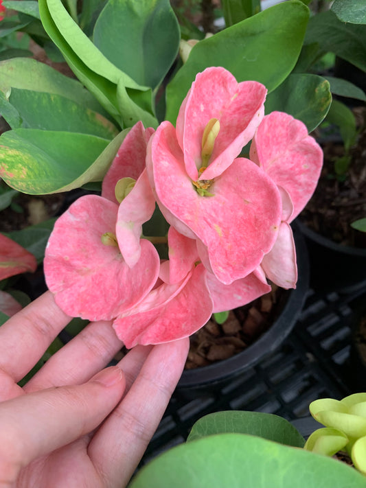 Crown of Thorns Big Flowers – No ID #3 | Euphorbia milii Hybrid